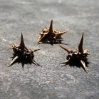 538890d1272255494-goat-head-thorns-dealing-natures-tire-spikes-goat_head_thorns